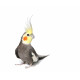 Autocollant Perroquet cockatiel