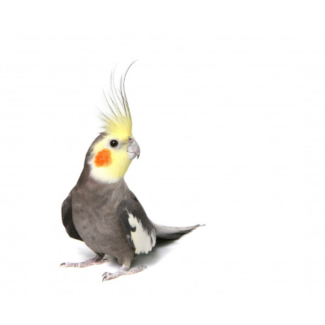 Autocollant Perroquet cockatiel