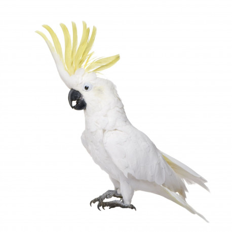 Autocollant Perroquet Cockatoo
