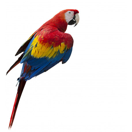 Autocollant mural Perroquet