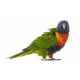 Autocollant Perroquet Trichoglossus haematodus