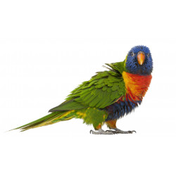 Autocollant Perroquet Trichoglossus haematodus