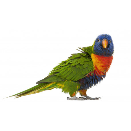 Autocollant Perroquet Trichoglossus haematodus