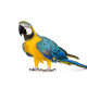 Autocollant Perroquet Ararauna