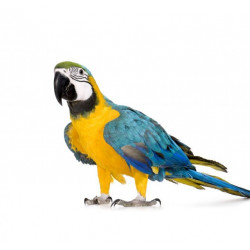 Autocollant Perroquet Ararauna