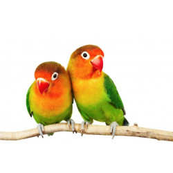 Autocollant Perroquet Inséparables