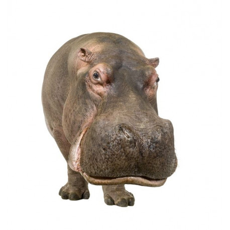 Autocollant Hippopotame de face