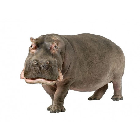 Autocollant mural Hippopotame