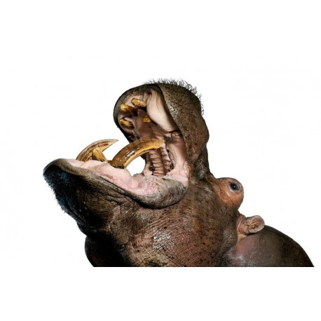 Autocollant Hippopotame rugit