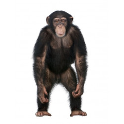 Autocollant Singe debout