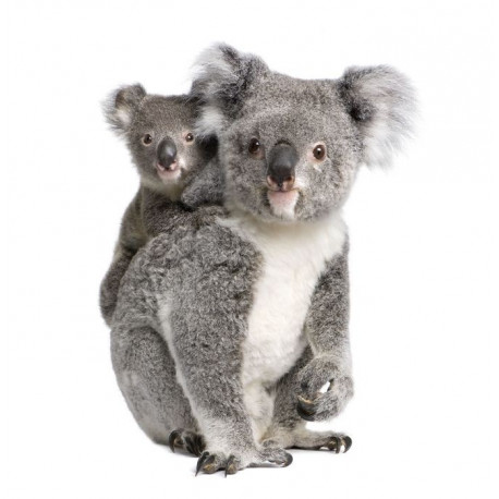 Sticker Koala avec bébé