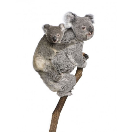 Autocollant Koala avec son petit