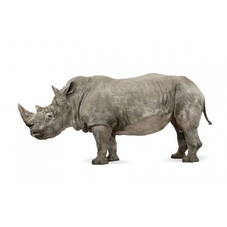 Sticker Rhinocéros