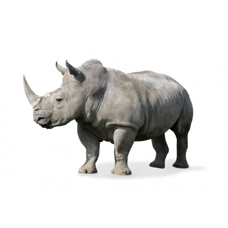 Sticker Rhinocéros de profil