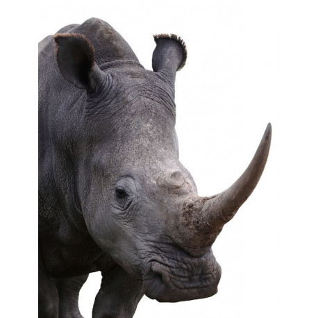 Autocollant Rhinocéros tête
