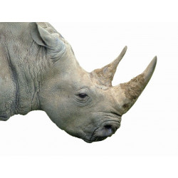 Autocollant Rhinocéros de côté