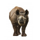 Autocollant Bébé Rhinocéros