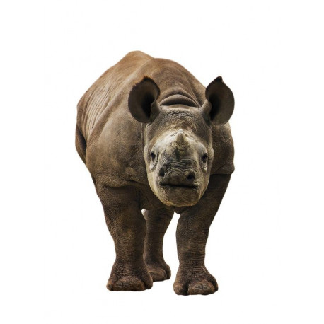 Autocollant Bébé Rhinocéros