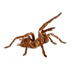 Autocollant Araignée Goliath Bireater