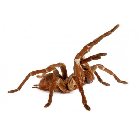 Autocollant Araignée Goliath Bireater