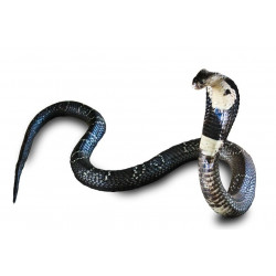 Autocollant Serpent Cobra