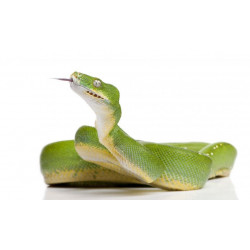 Autocollant Serpent python vert