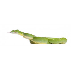 Autocollant Serpent vert