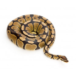 Autocollant Serpent enroulé