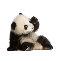 Autocollant Panda bébé fatigué
