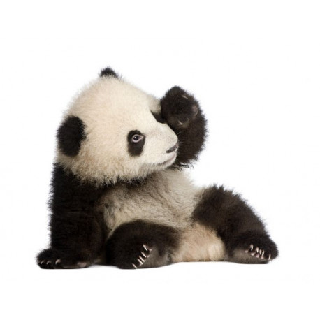 Autocollant Panda bébé fatigué