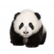 Autocollant Panda de face