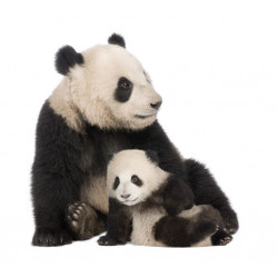 Autocollant Panda maman et bébé