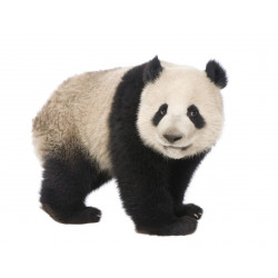 Autocollant Panda de profil Bébé