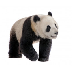 Autocollant Panda marche