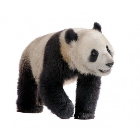 Autocollant Panda marche