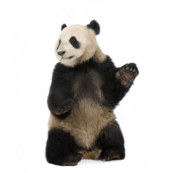 Autocollant Panda debout
