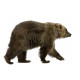 Autocollant Ours brun marche