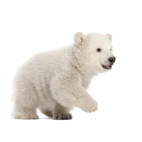 Autocollant mural Ourson marche