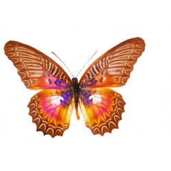 Sticker Papillon multiclor