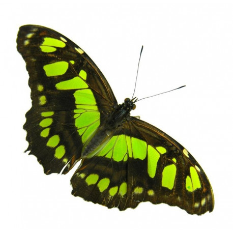 Sticker Papillon vert noir