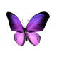 Sticker Papillon prune vole