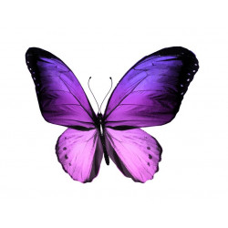 Sticker Papillon prune vole