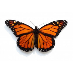 Sticker Papillon orange