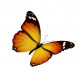 Autocollant Papillon noir orange
