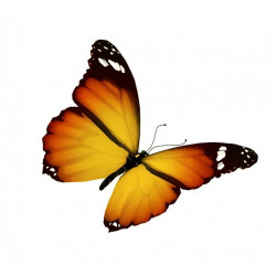 Autocollant Papillon noir orange