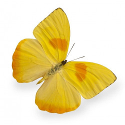 Autocollant Papillon jaune