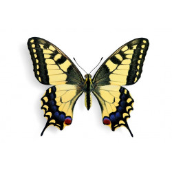 Sticker Papillon prairie