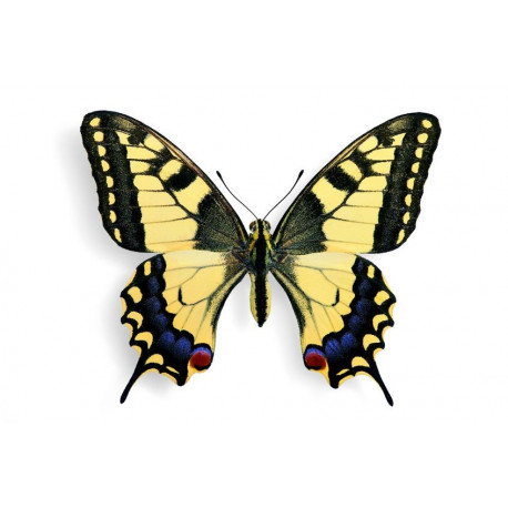 Sticker Papillon prairie