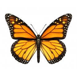 Autocollant Papillon jaune orange