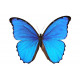 Sticker Papillon bleu